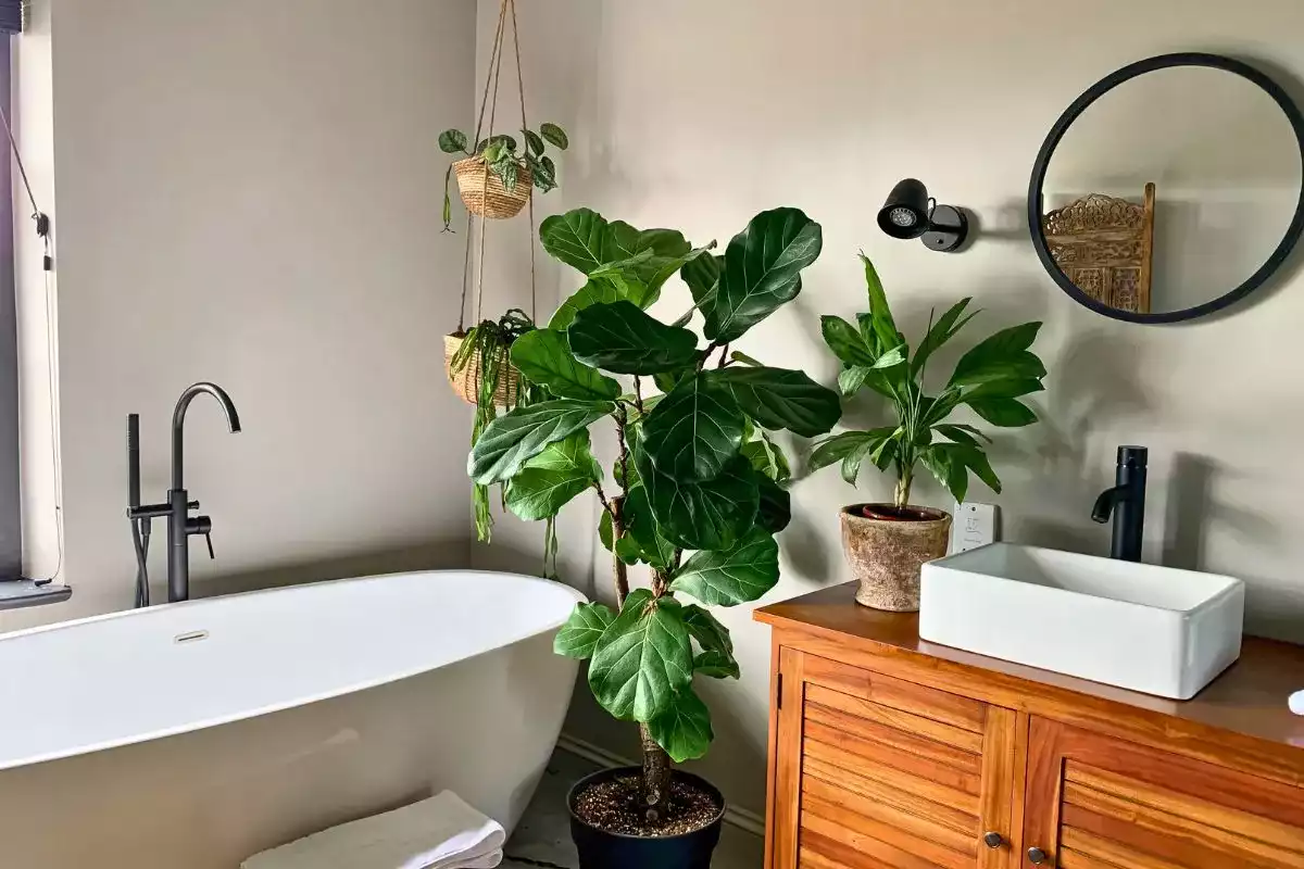 Les meilleures plantes qui absorbent l'humidité pour votre salle de bain