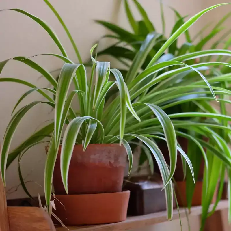 La plante araignée (Chlorophytum comosum)