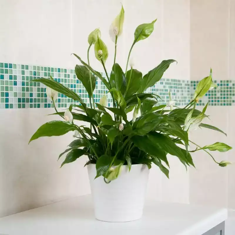 Le lys de la paix (Spathiphyllum)