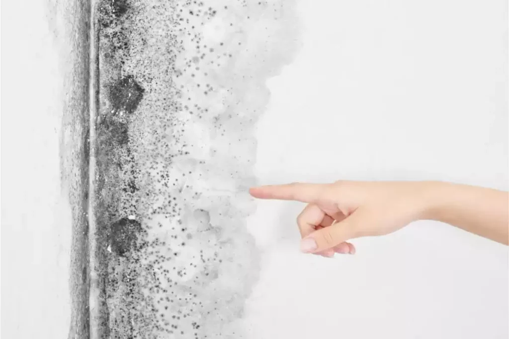 Comment enlever l’odeur de moisissure : solutions naturelles et rapides