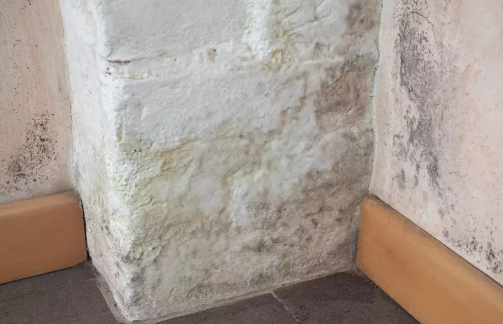 Comment faire sécher un mur après infiltration d’eau et apparition de moisissures ?