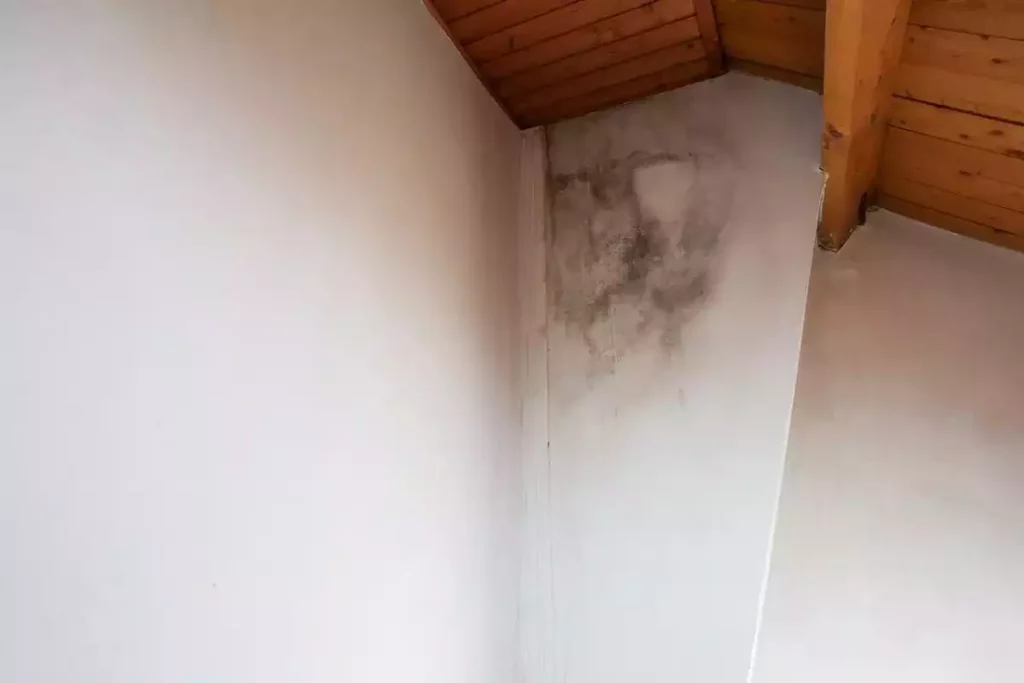 Comment éliminer les taches de moisissure sur un mur ?